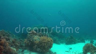 珊瑚礁，鱼类丰富，绿海龟4k